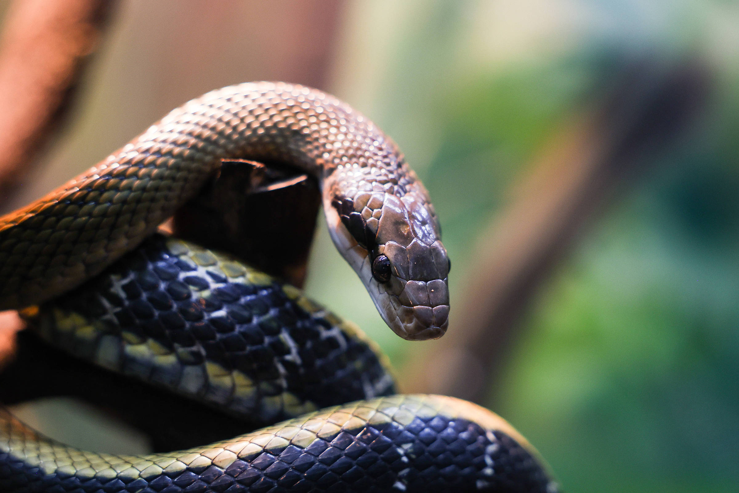 Saiba onde observar planetas, ver cobras de perto e simular a criação de vacinas em São Paulo