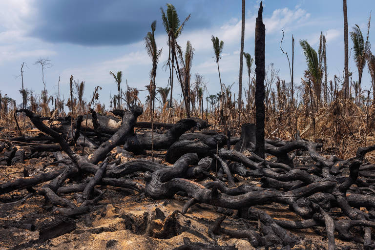 A imagem mostra uma área devastada por incêndio, com troncos de árvores queimados e carbonizados espalhados pelo chão. No fundo, é possível ver palmeiras e vegetação que também foram afetadas pelo fogo, com algumas árvores ainda em pé, mas sem folhas. O céu está nublado, sugerindo um clima sombrio.