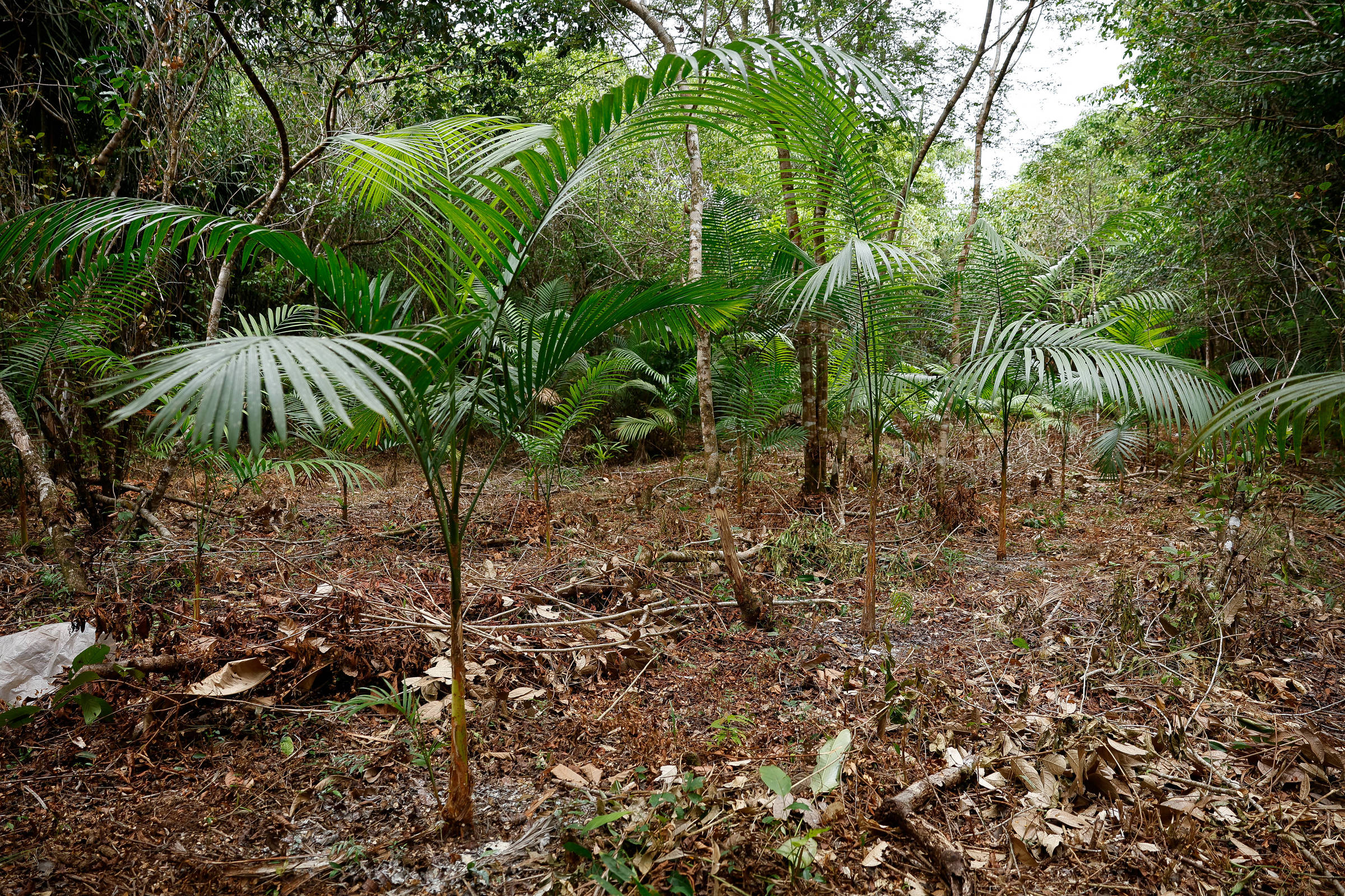 Mudanças climáticas diminuem produções da agroecologia em 56,3%, aponta estudo