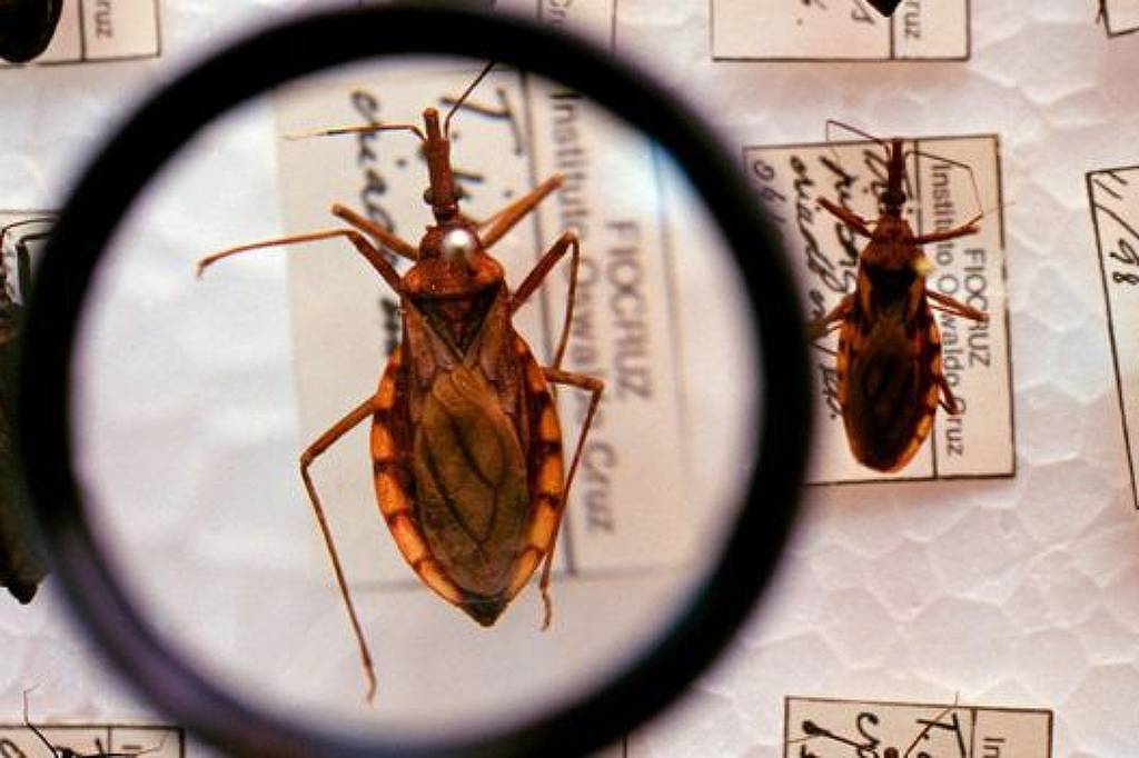 Doença de Chagas avança nos Estados Unidos e põe autoridades em alerta