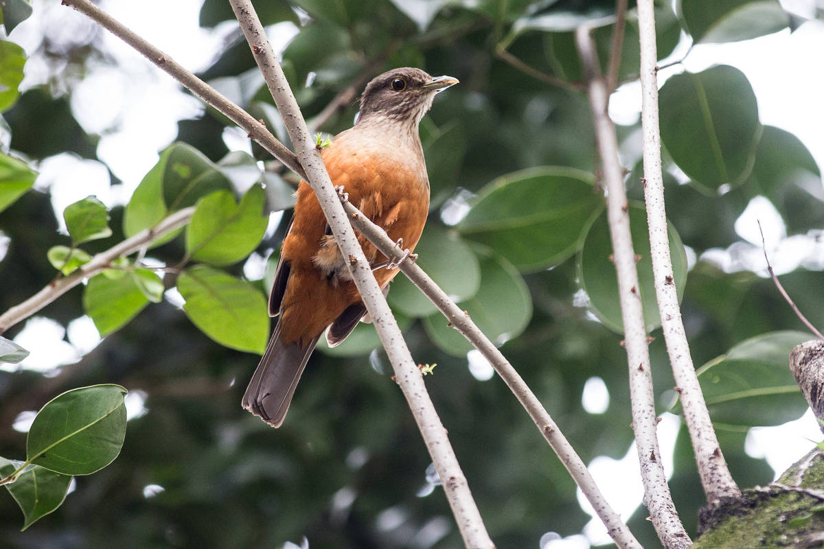 Canto noturno e ninhos em prédios, pesquisas mapeiam adaptações de aves para viver nas áreas urbanas