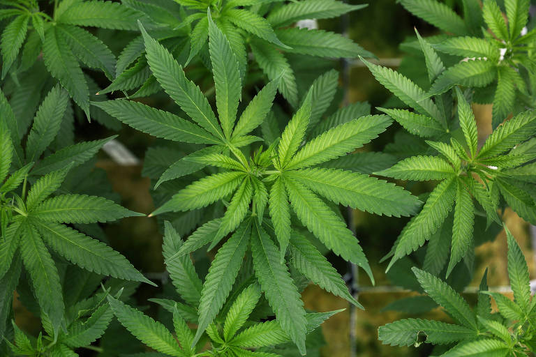 Extrato de Cannabis pode aliviar dores crônicas na lombar, diz estudo