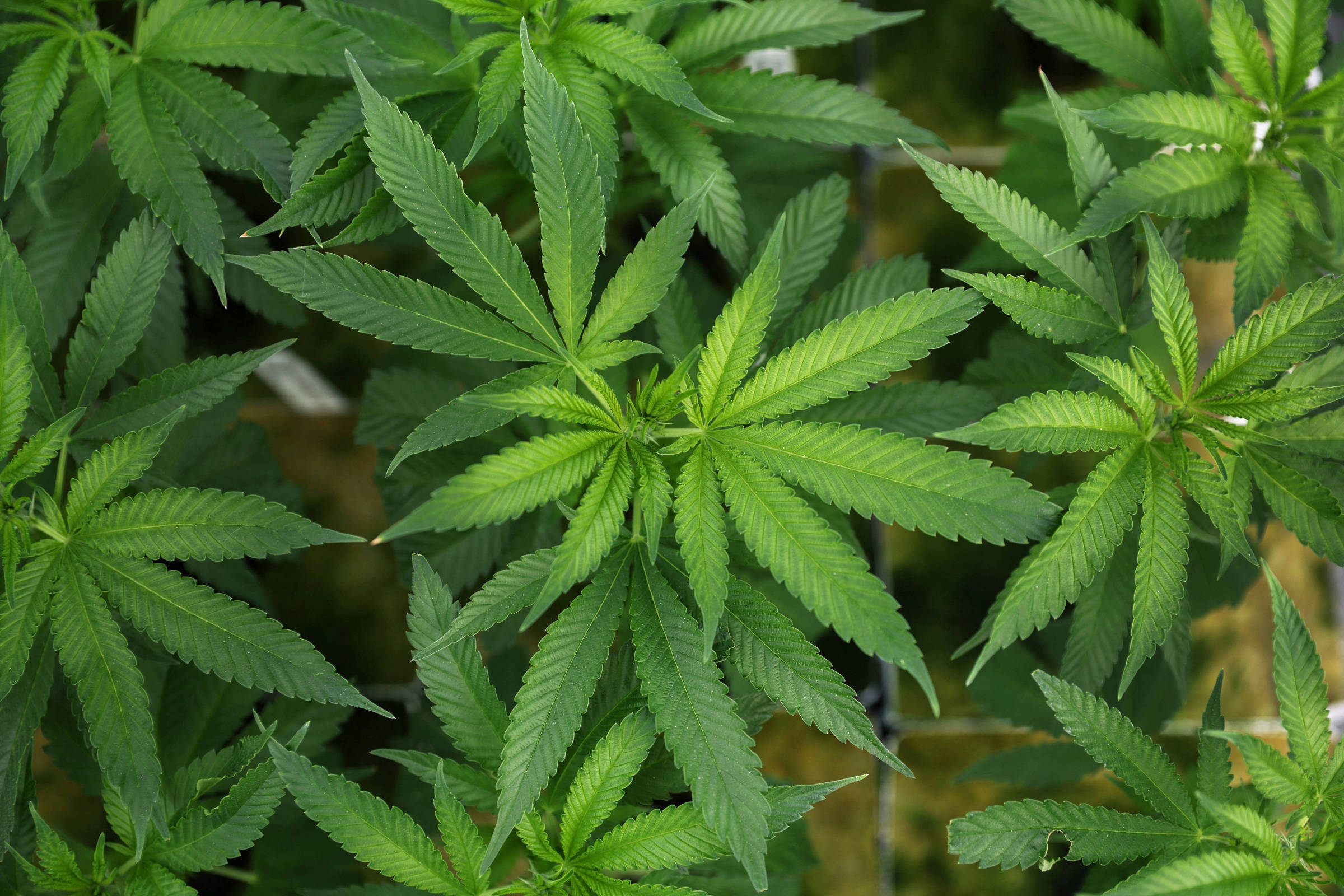 Extrato de Cannabis pode aliviar dores crônicas na lombar, diz estudo