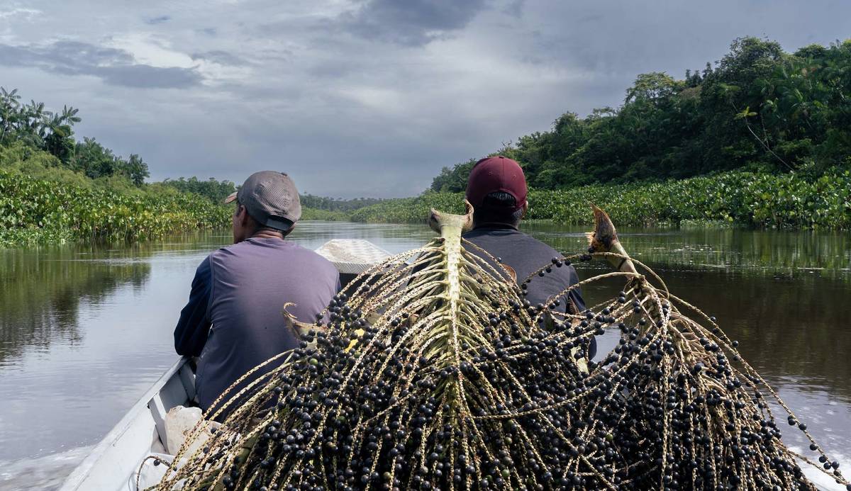 Indigenous People from Amapá Win UN Sustainability Award with Açaí Project