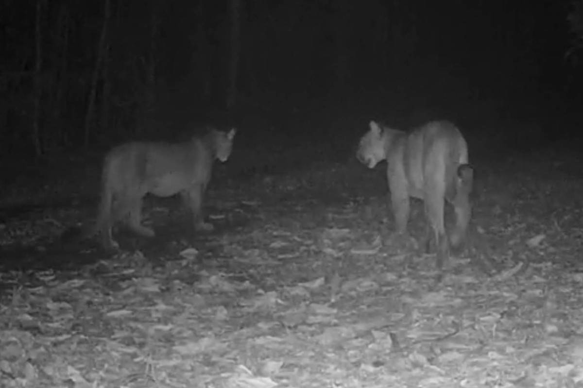 Onças-pardas 'conversam' em registro inédito em reserva biológica do RJ; veja vídeo