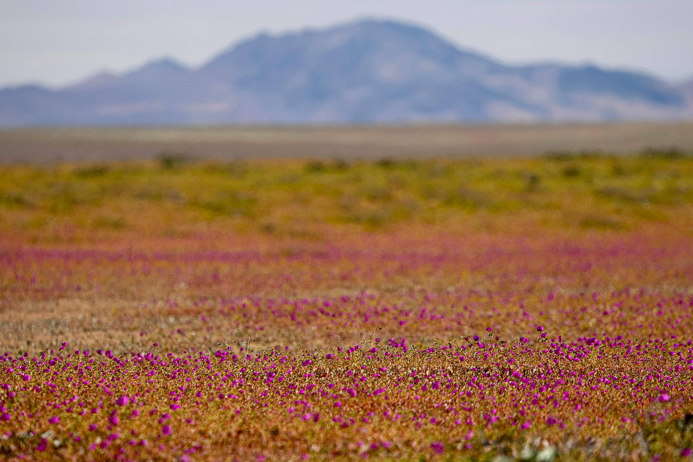 Chuvas no Chile enchem o deserto do Atacama de flores na primavera; veja vídeo