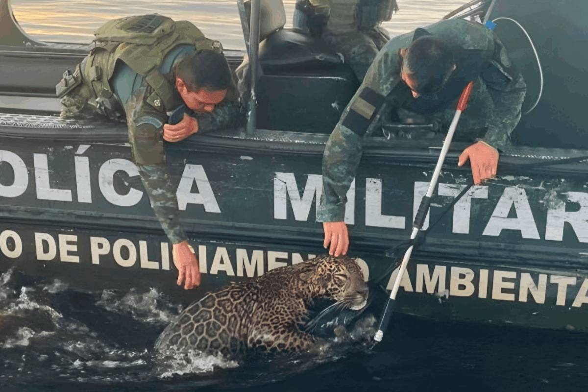 Onça-pintada baleada é resgatada após nadar por horas no rio Negro, no Amazonas; veja vídeo