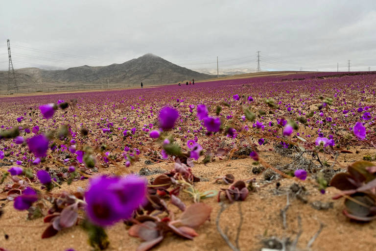 Deserto do atacama: Notícias sobre deserto do atacama | Folha Tópicos