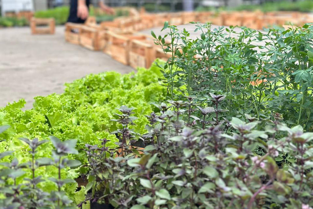 Vale do Anhangabaú recebe festival com hortas, arte e sustentabilidade