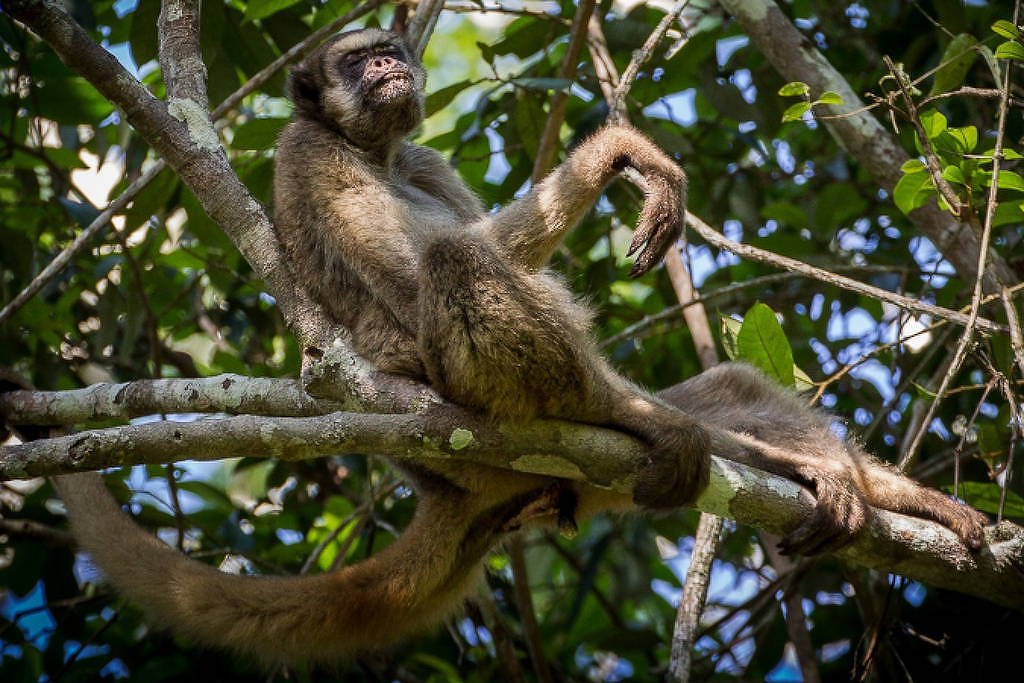Maior primata das Américas pode perder até 61% de áreas climaticamente adequadas até 2090