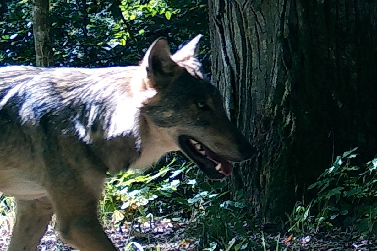 Lobos são mais propensos a fugir ao ouvir a nossa voz do que o som de cães ou pássaros