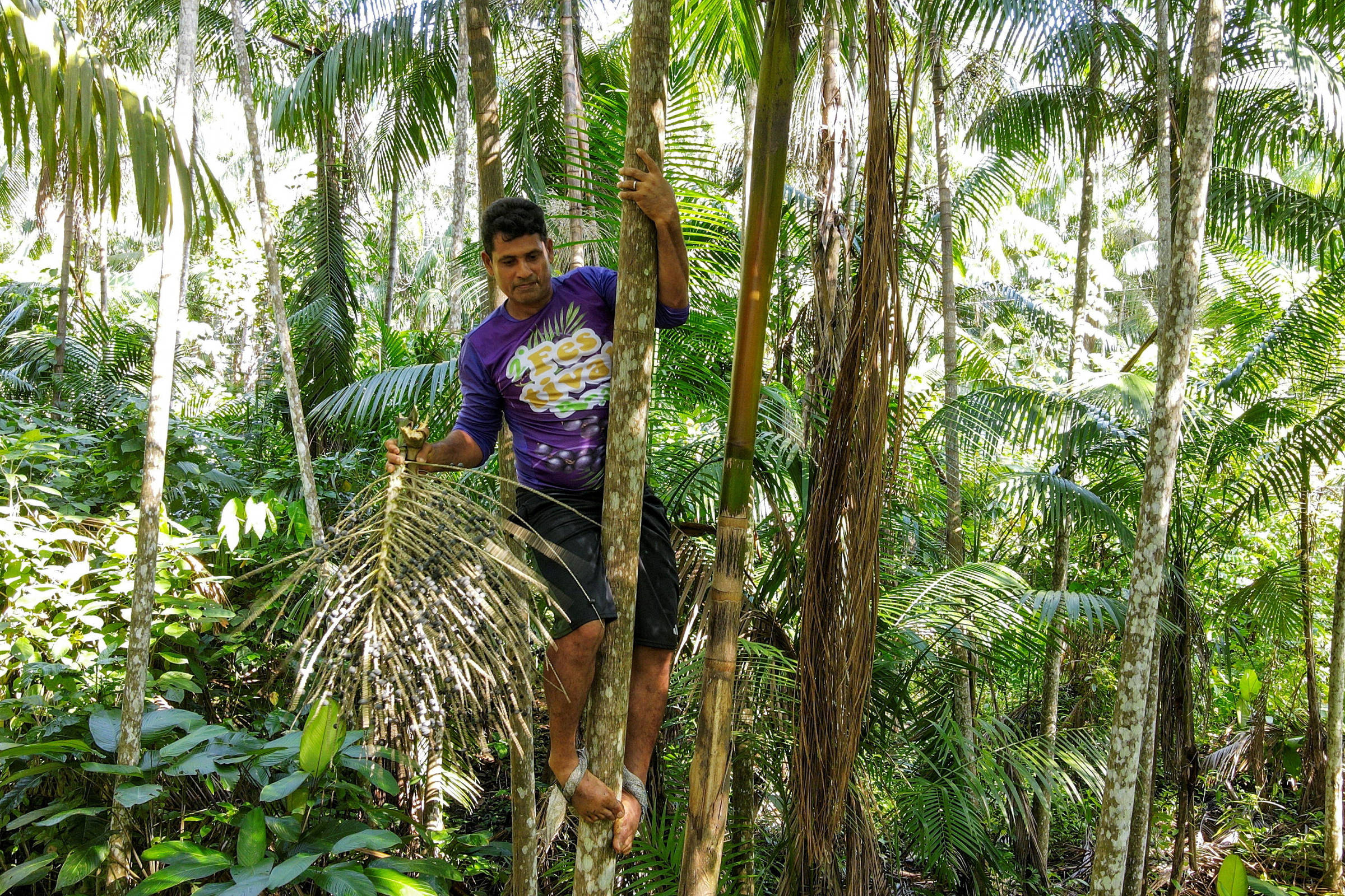 Açaizais urbanos: uma versão amazônica das cidades-esponja