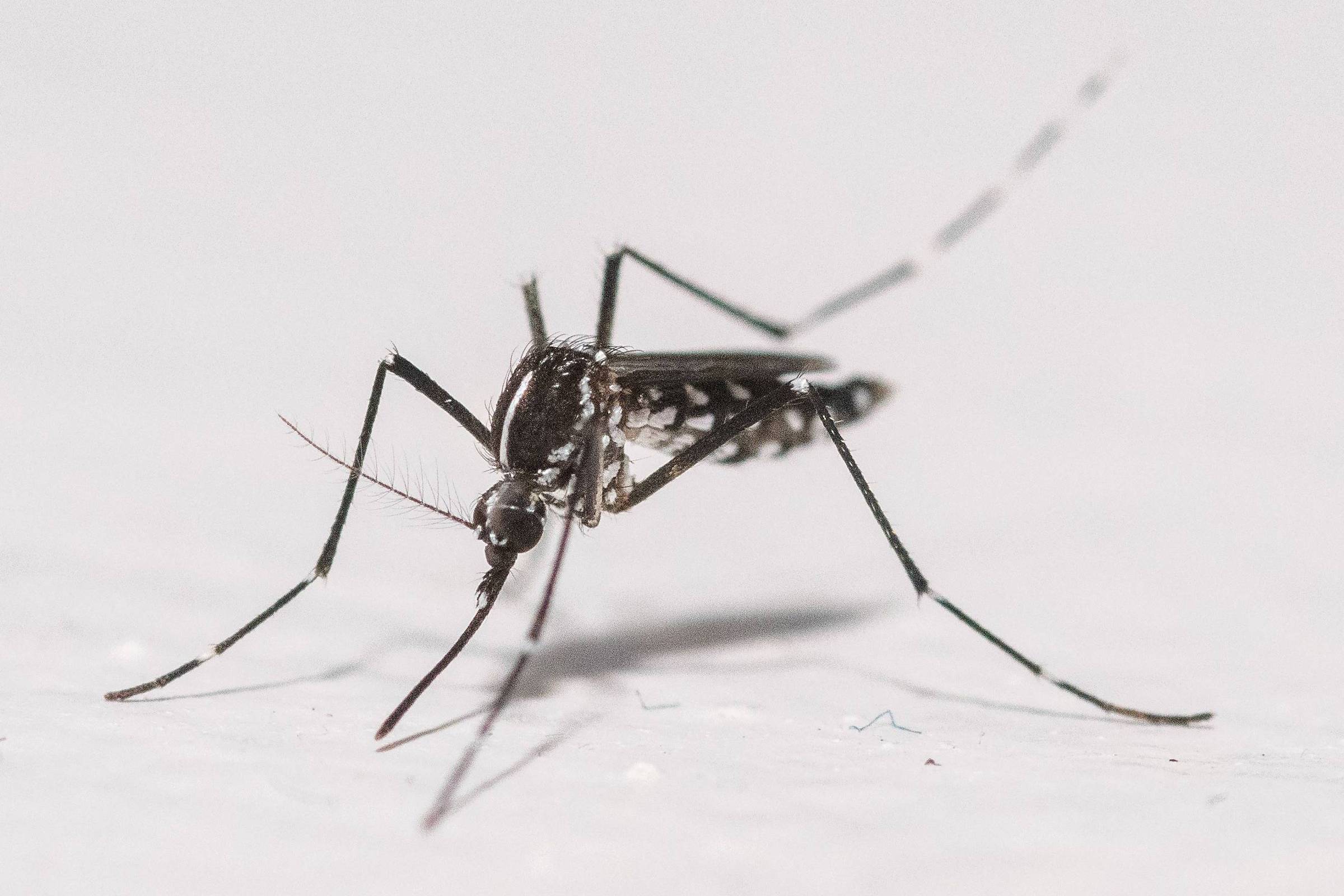 Nova York confirma primeiro caso de chikungunya adquirido localmente