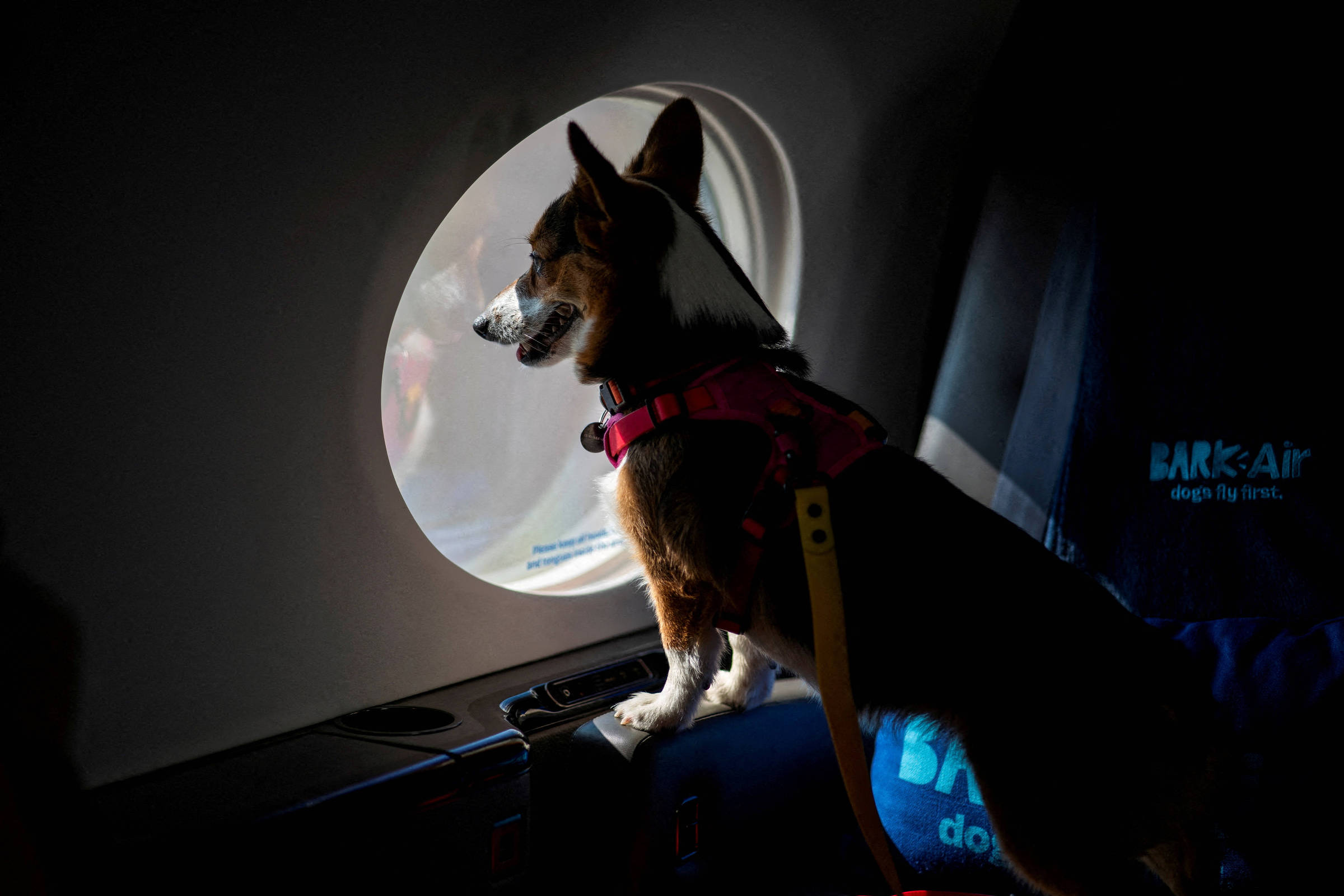 Justiça europeia afirma que cachorros têm mesmo valor que bagagem comum em voos