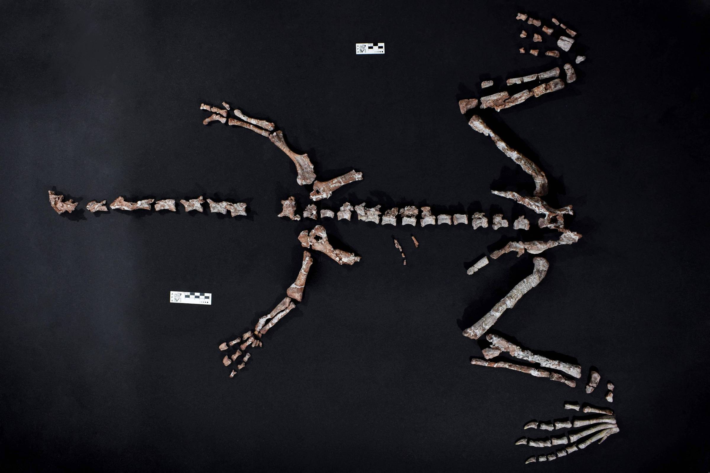 Cientistas descobrem um dos fósseis de dinossauros mais antigos do mundo