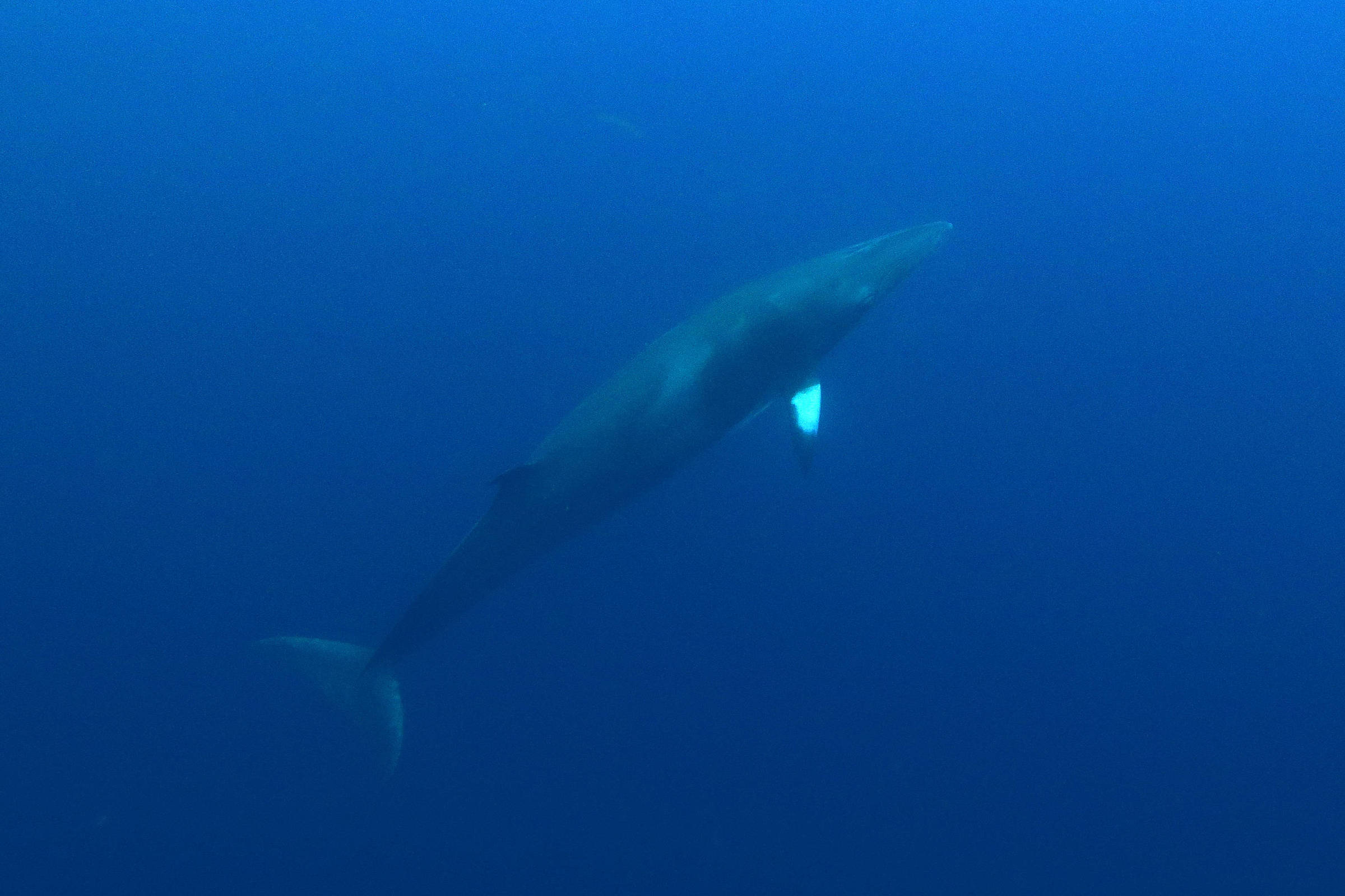 Baleias são os babuínos do mar