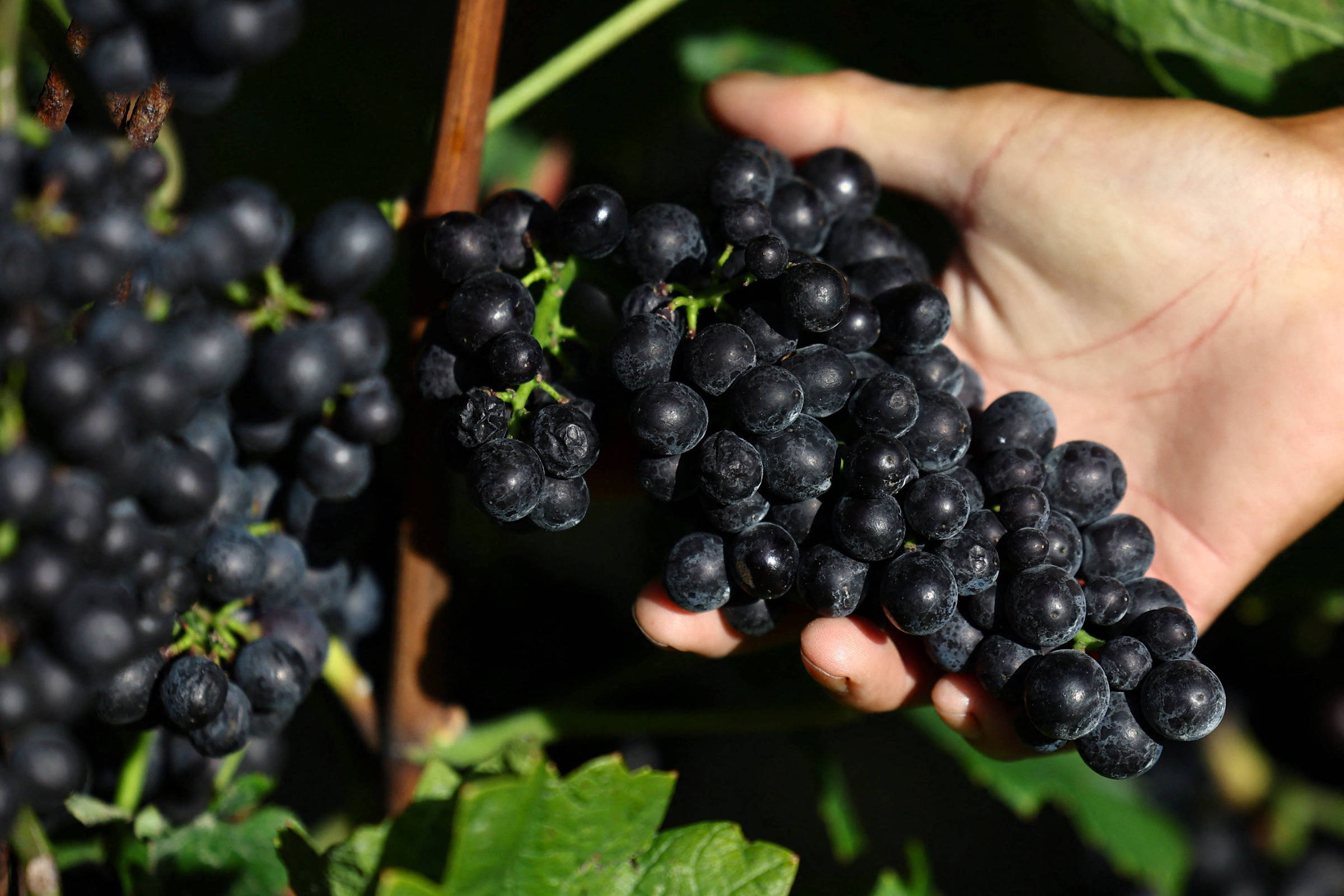 Cidade japonesa que cultiva de pinot noir vê produção ameaçada pelo clima