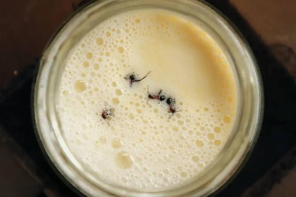 Cientistas resgatam iogurte fermentado por formigas, tradição de países dos Bálcãs