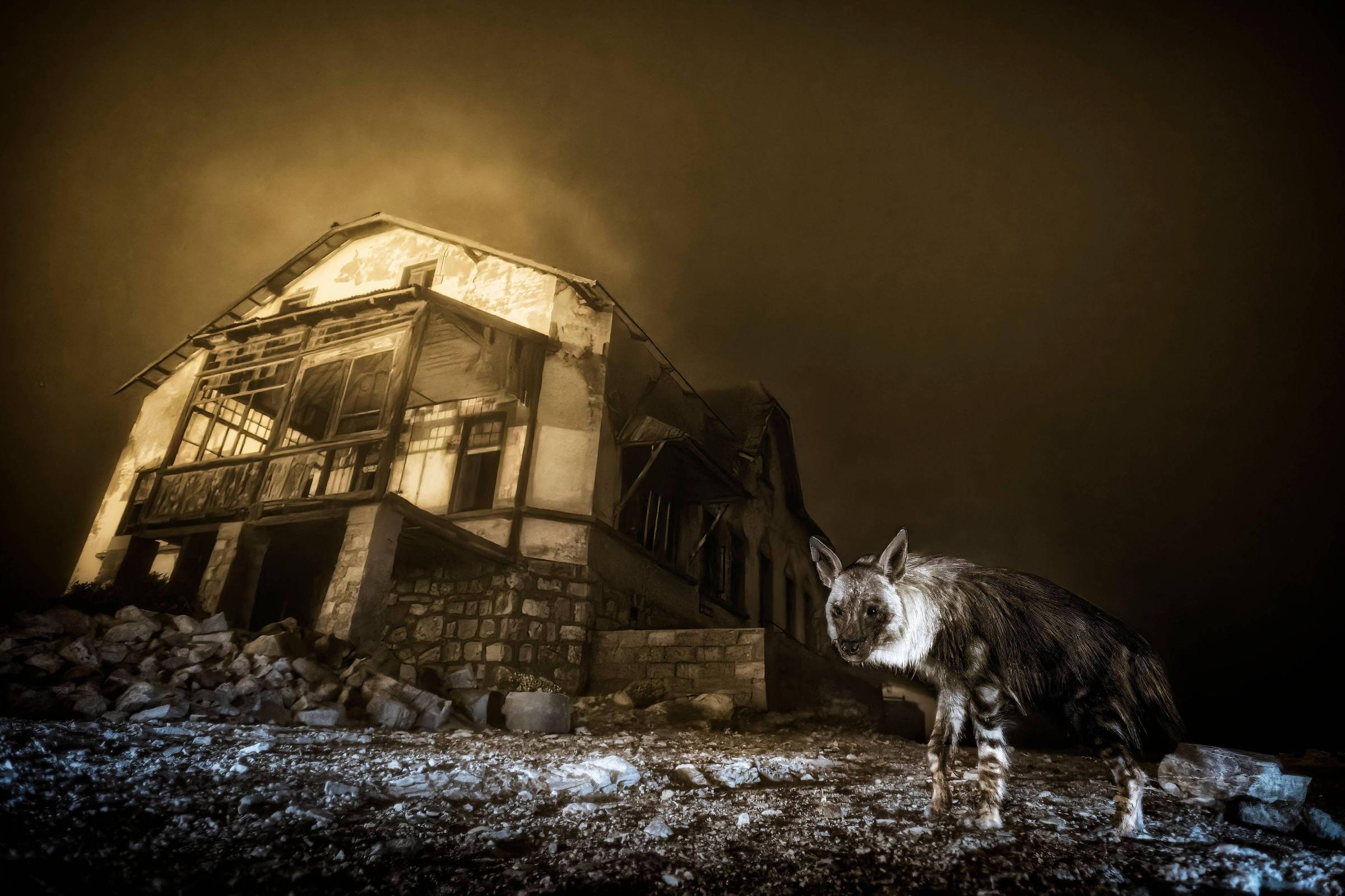 A foto que levou 10 anos para ser feita e foi premiada em concurso internacional