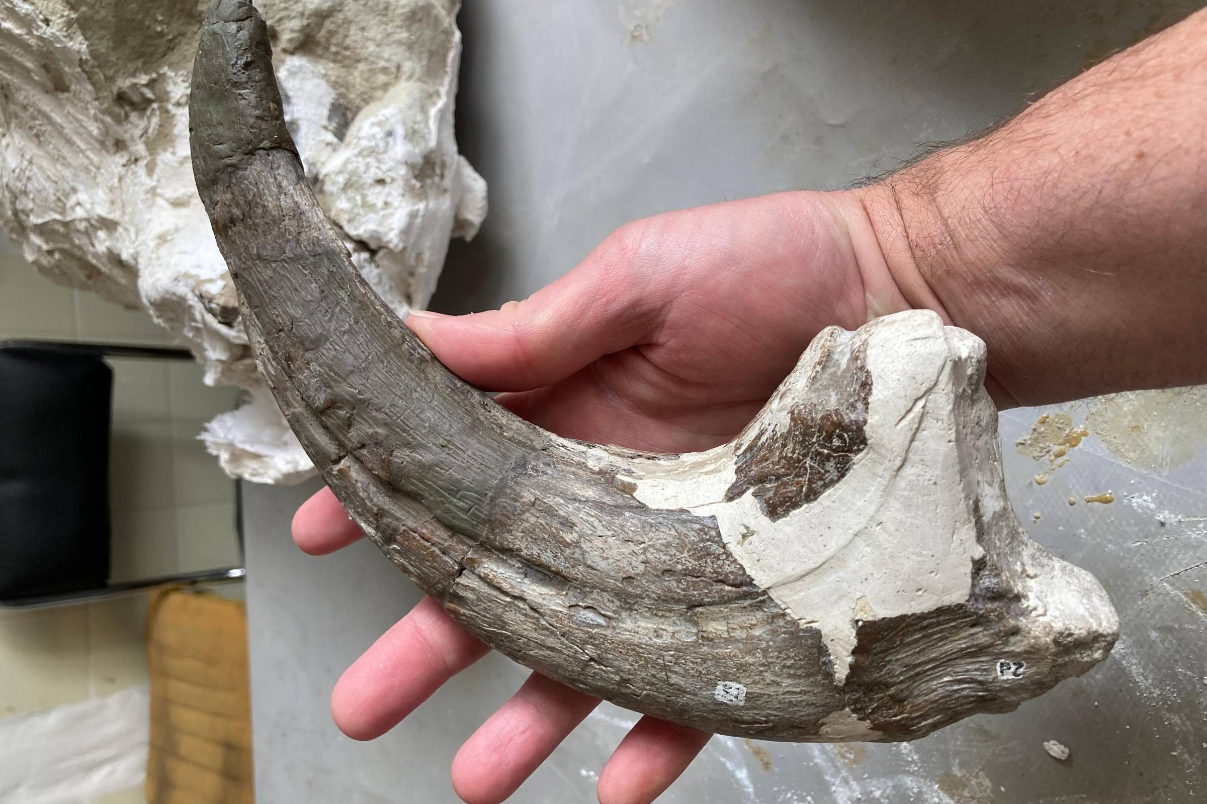 Argentinos acham dinossauro gigante com 'mãos' que estraçalhavam