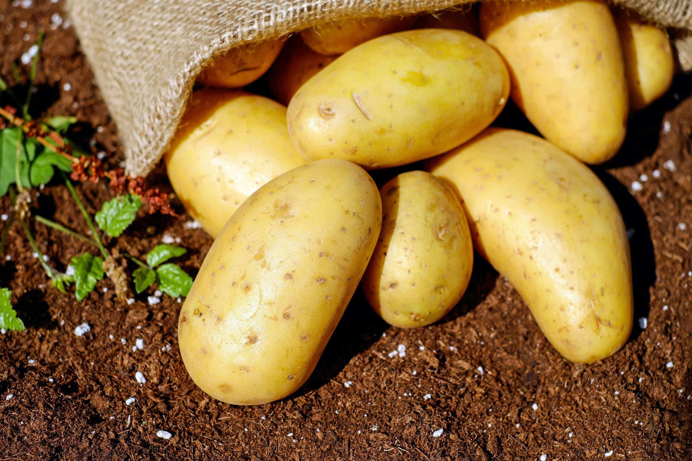 Como o modo de preparo da batata influencia nos benefícios à saúde