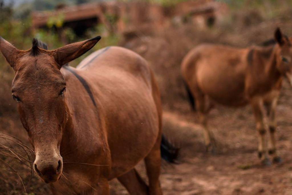 A invenção brasileira que promete salvar os jumentos da extinção no Nordeste