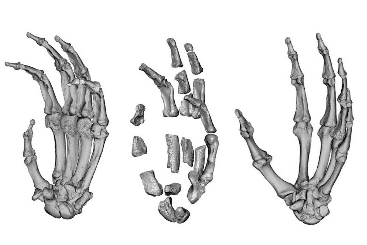 Ancestral tinha habilidade manual parte humana e parte de gorila