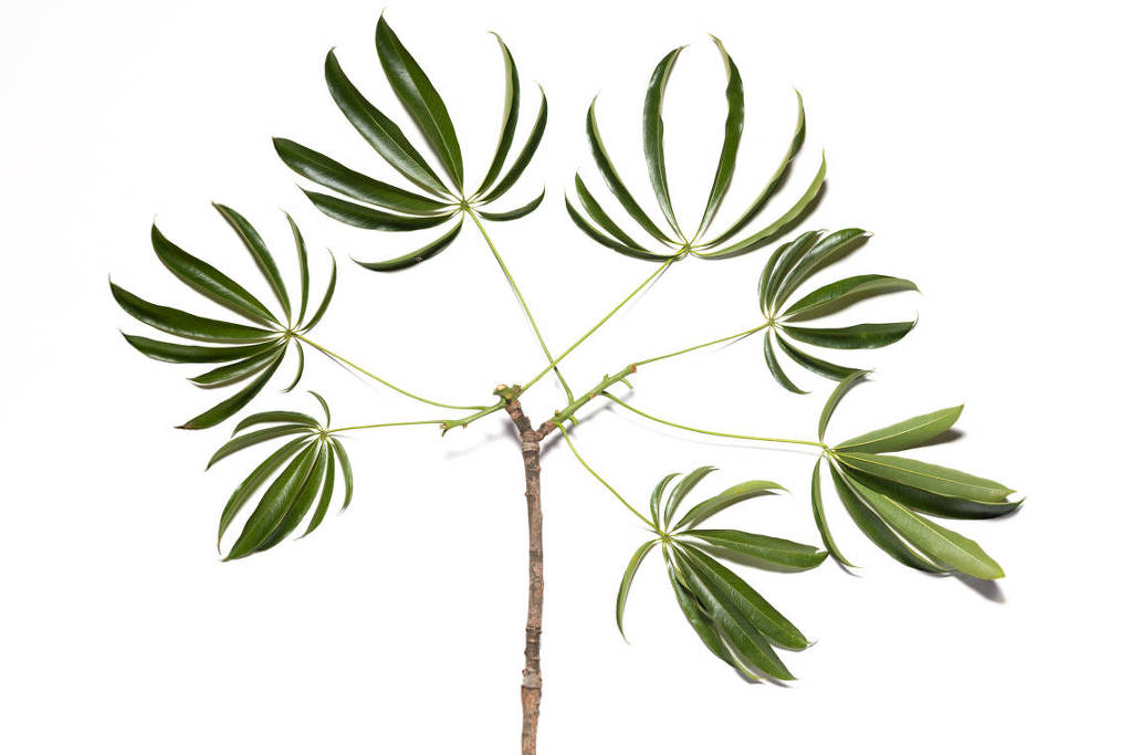 Confira cinco oportunidades para a sua empresa na COP30