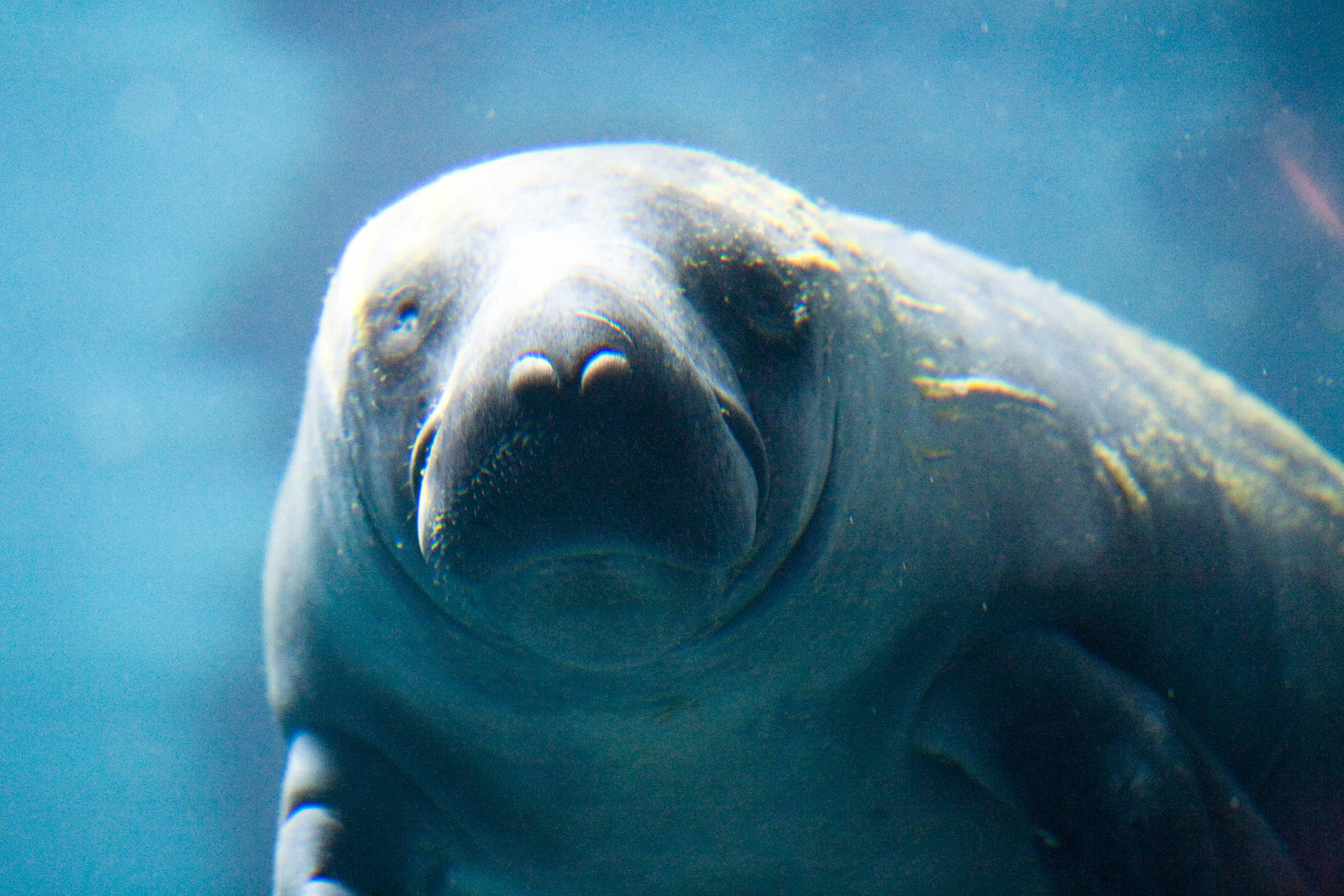 Parecer sobre Foz do Amazonas cita risco a peixe-boi ameaçado, indígenas ignorados e exige R$ 40 mi