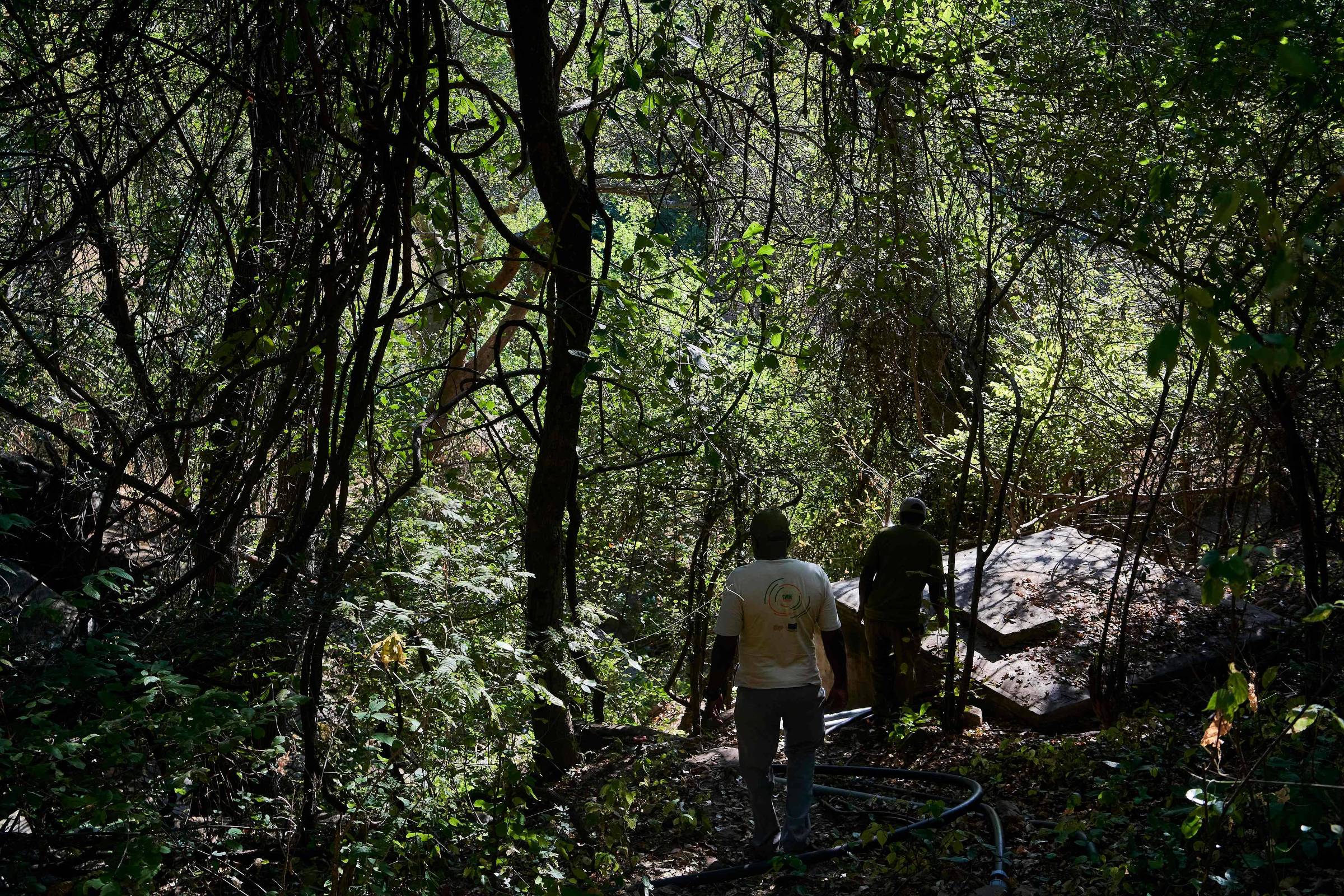 Investigação da Verra conclui que créditos de carbono gerados por projeto no Zimbábue eram falsos