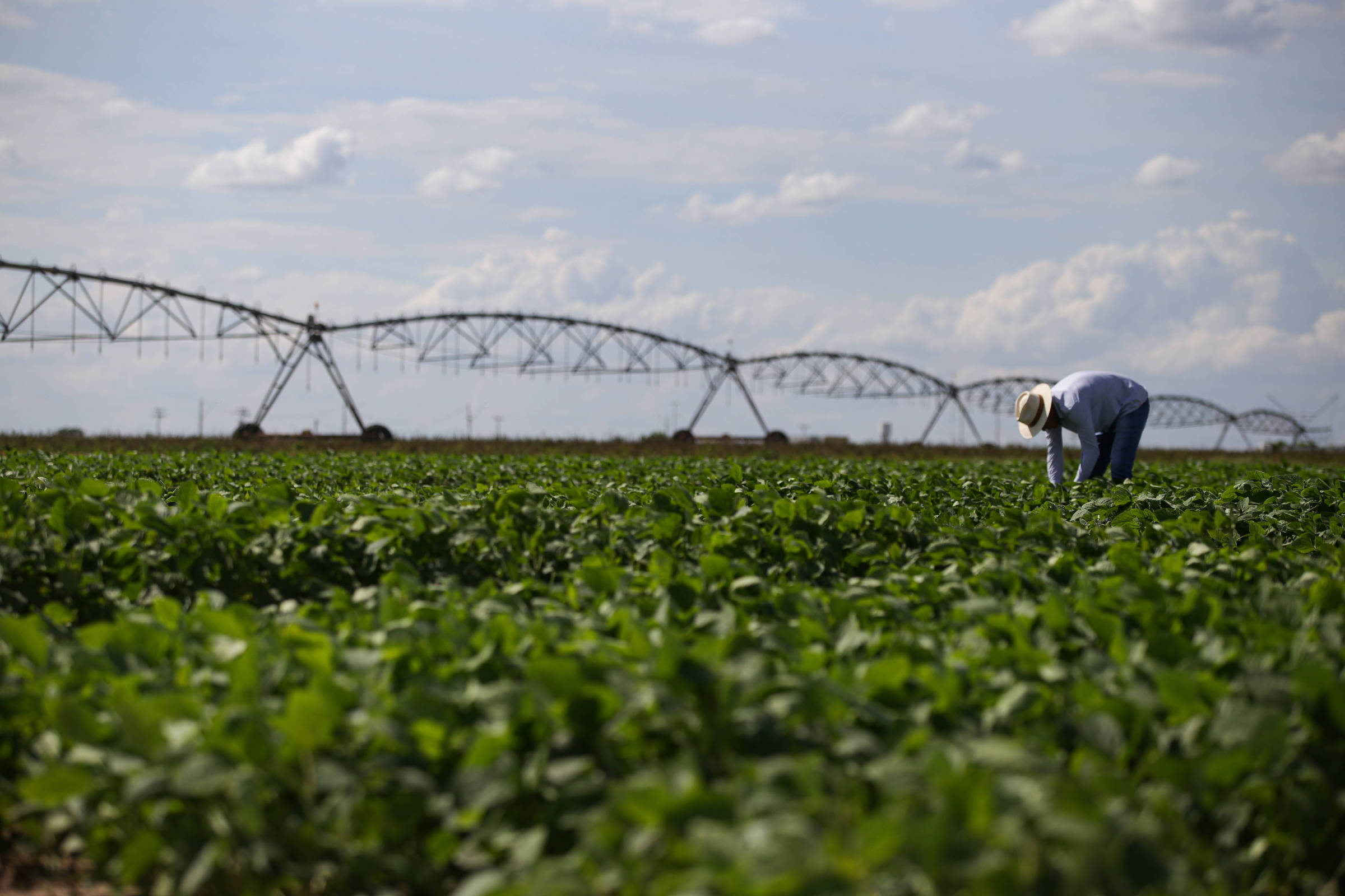 Gigante chinesa aciona o Cade em favor da Moratória da Soja
