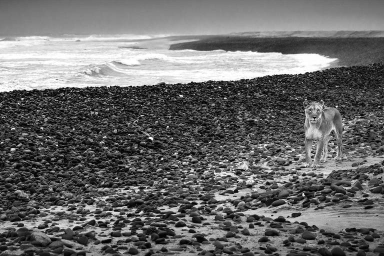 176126777468fad03e7c9eb_1761267774_3x2_md As incríveis imagens de leões que abandonaram deserto para caçar na praia