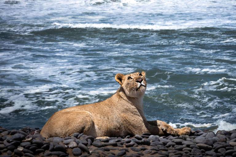 176126800868fad12869b0e_1761268008_3x2_md As incríveis imagens de leões que abandonaram deserto para caçar na praia