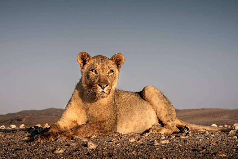 176126854868fad34425fc2_1761268548_3x2_md As incríveis imagens de leões que abandonaram deserto para caçar na praia