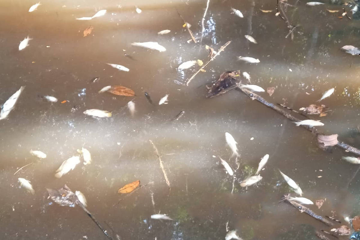 Cientistas registram mortandade de peixes no Xingu e cobram mudança de operação de Belo Monte