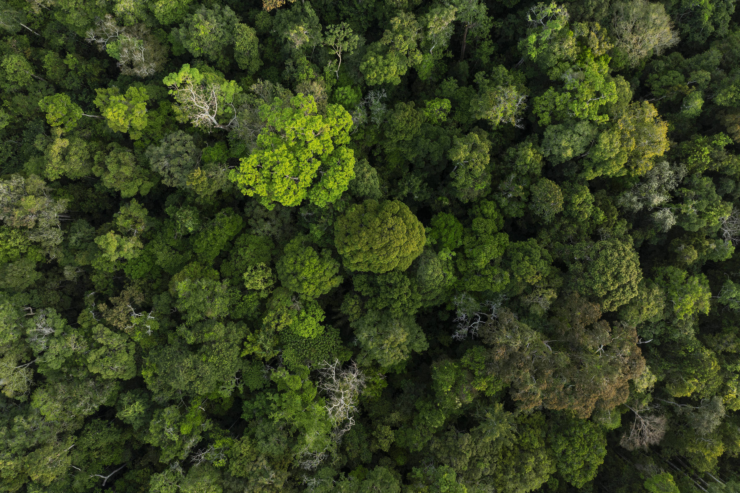 Governo Lula vê fundo para florestas como legado, mas ritmo de adesão desafia otimismo