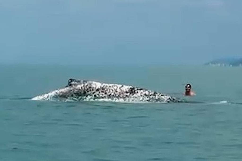 Ibama multa homens por interagir com baleia-jubarte debilitada no litoral de SP