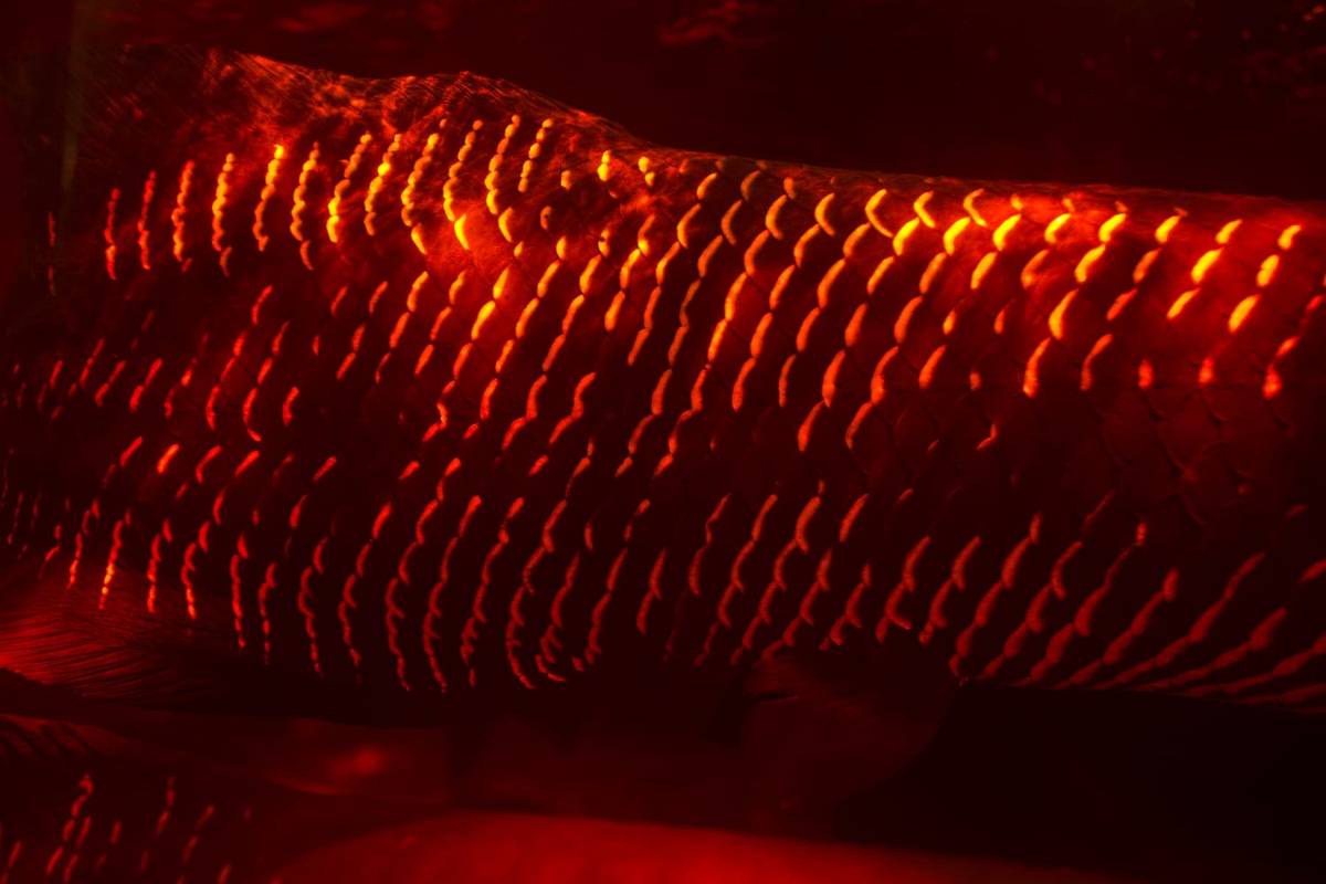 Mostras ocupam Belém na COP30, com Sebastião Salgado e Fernando Meirelles