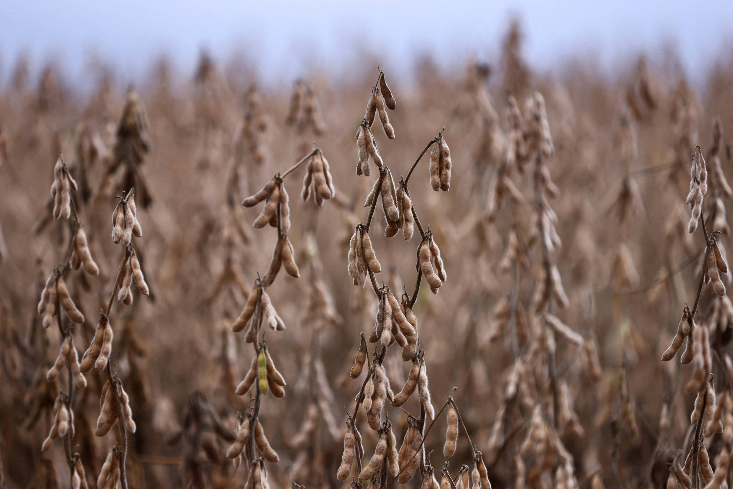 Chinesa Cofco fecha compras bilionárias de soja do Brasil e óleo de palma