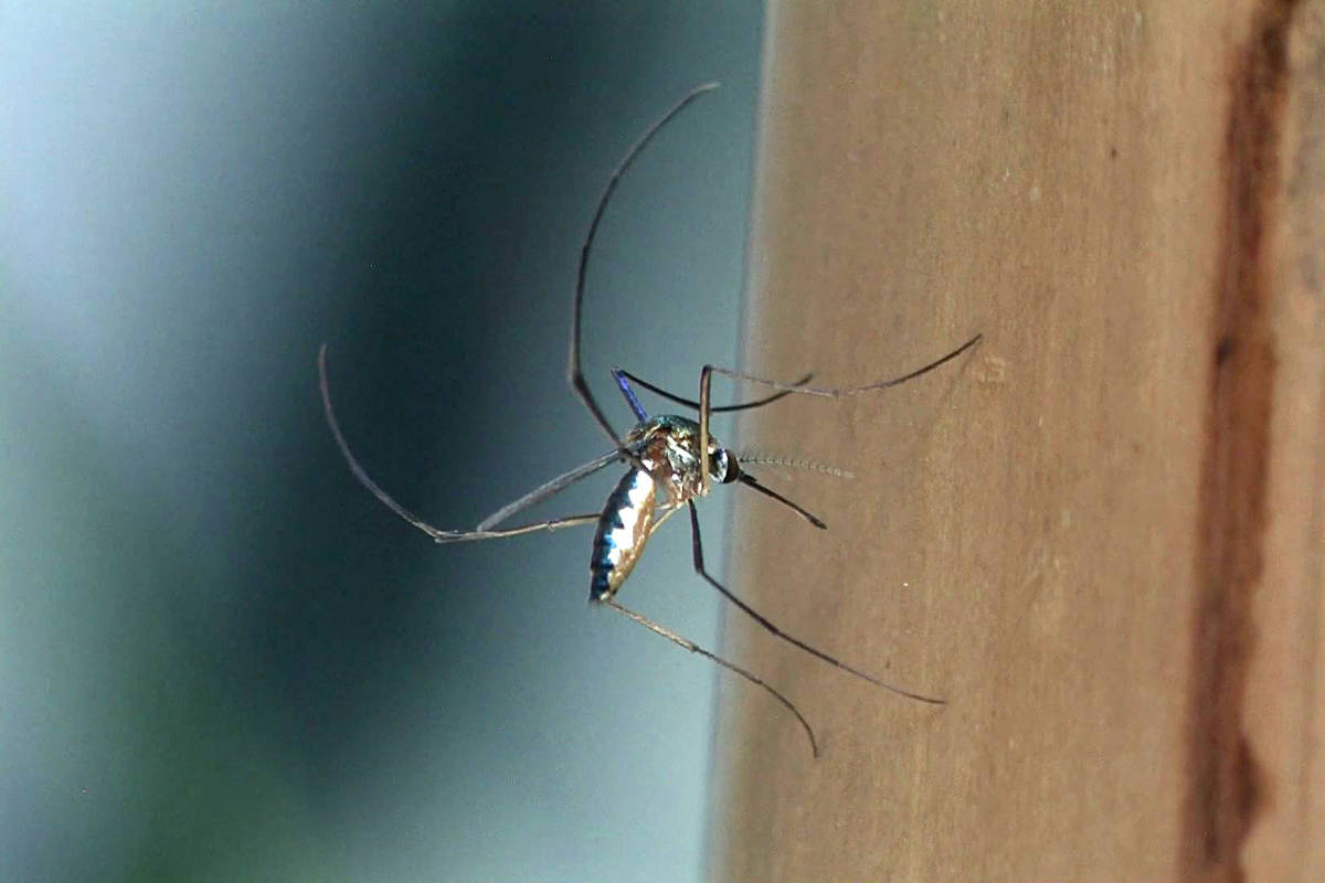 Butantan e empresa americana criam primeira terapia de anticorpos contra febre amarela