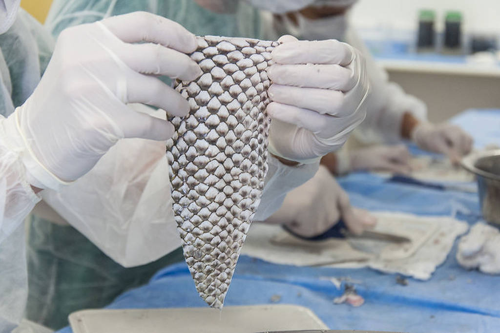 Universidade cede patente e viabiliza produção de curativo biológico a partir da pele de tilápia