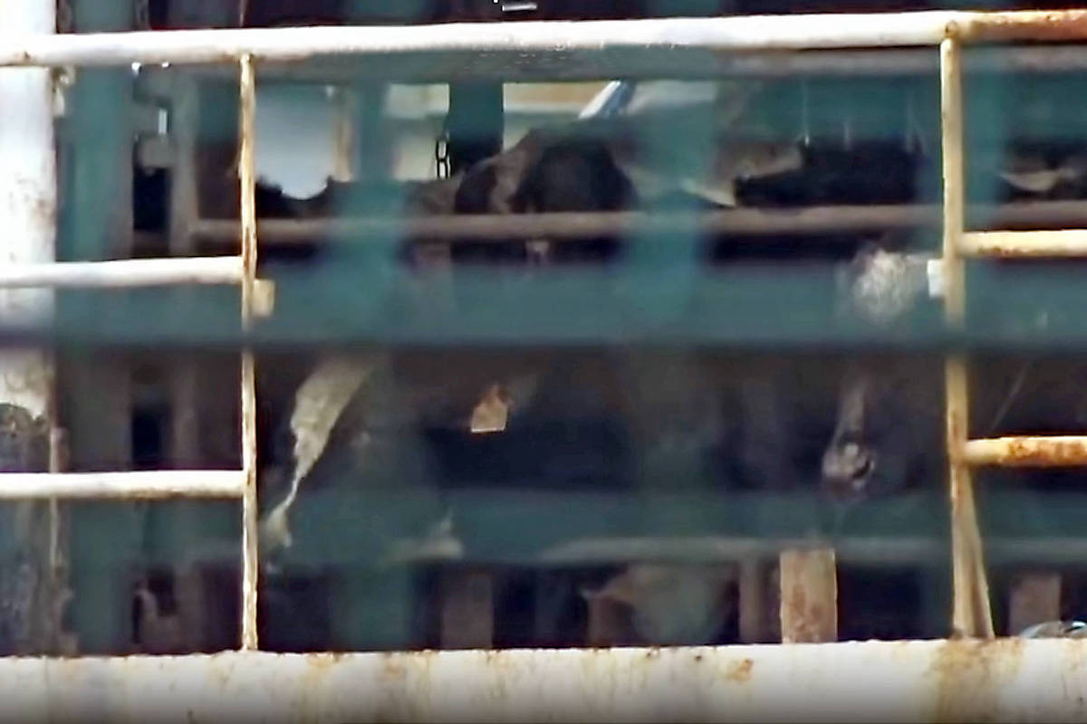 Navio há 2 meses no mar com quase 3.000 vacas é criticado por defensores de animais: 'Barco da morte'