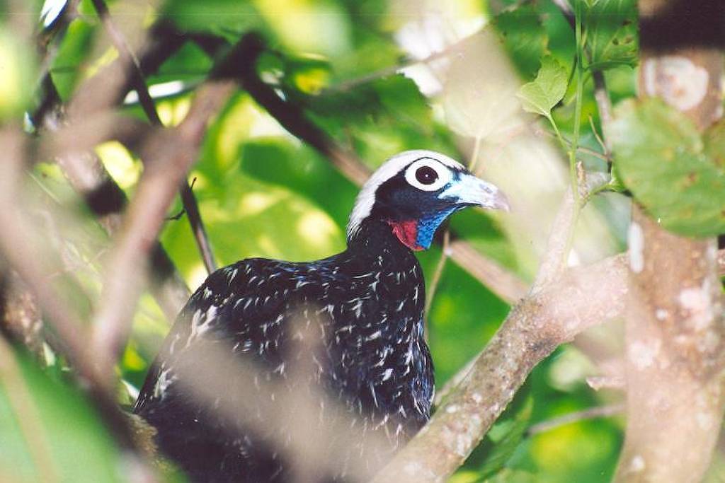 Governo de SP faz catálogo de espécies animais ameaçadas