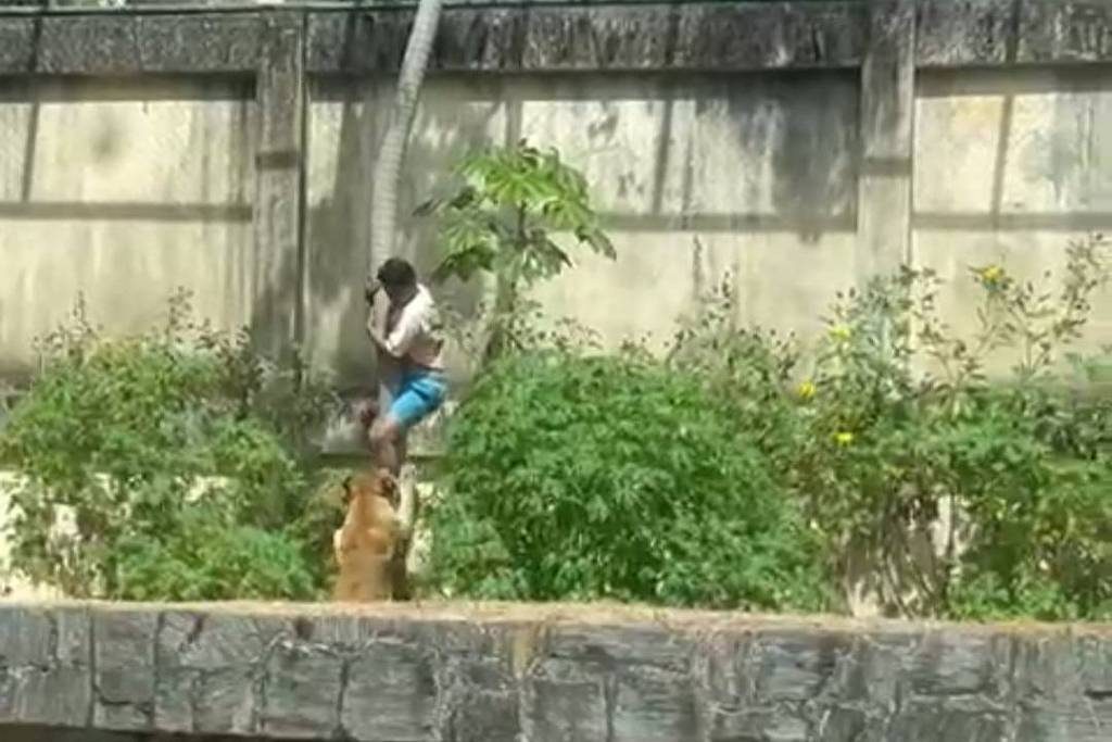 Jovem morto ao invadir jaula de leoa expõe falhas do cuidado da esquizofrenia, diz psiquiatra