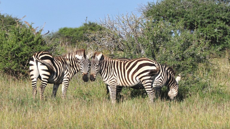 Zebras em um pasto na África