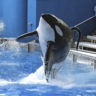File photo shows killer whale Tilikum at SeaWorld amusement park in Orlando