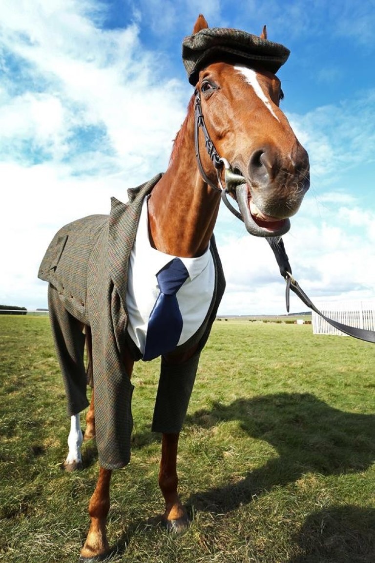 Cavalos sorrindo