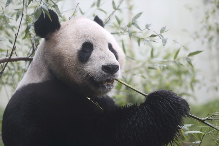 Tian Tian, um dos pandas do Reino Unido, terá sua dieta estudada