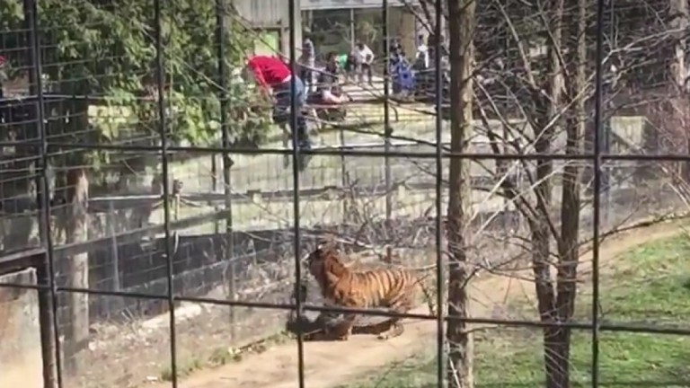 Mulher pula na jaula do tigre para recuperar boné em zoo de Toronto