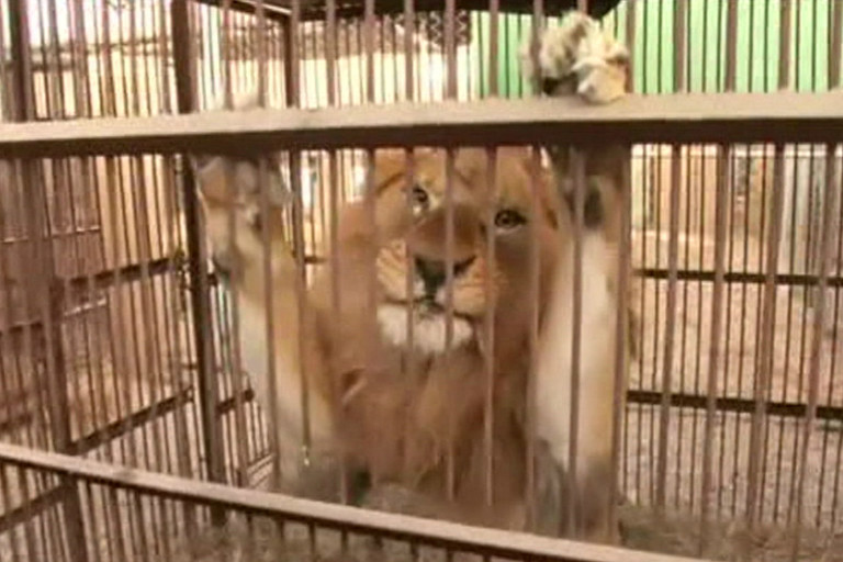 Leão resgatado em circo viajará de avião para a África